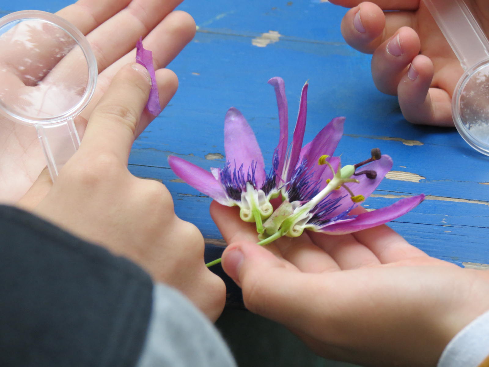<span class='title'>Botanistes en herbes</span>
<span class='desc'>Pour les plus jeunes une visite parallèle pour être dans la peau d'un botaniste et savoir observer le monde végétal</span>